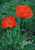 Papaver Orientale-Hybr. Nana 'Allegro'